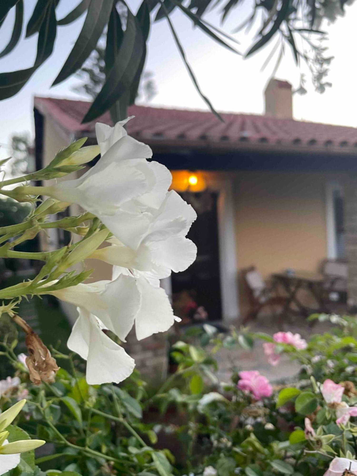 Villa Tina Country Beach Apartments Acharavi  Room photo